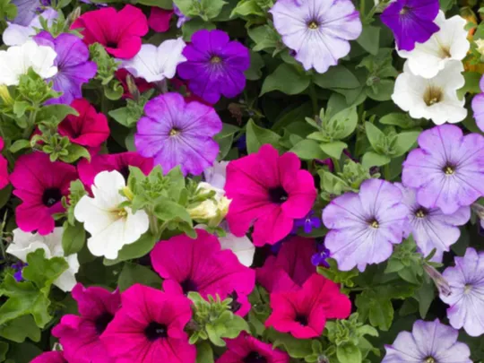 Petunia