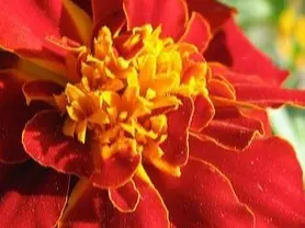 tagetes Patula