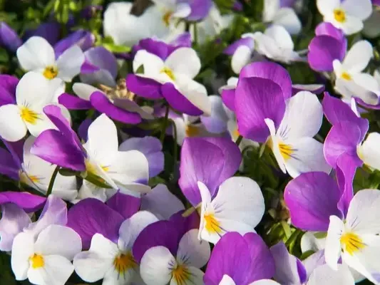 Violen